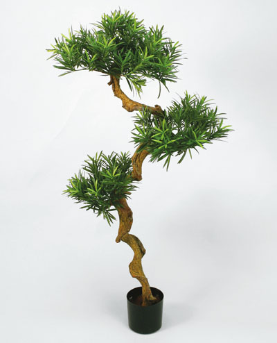 61-115 Podocarpus 115cm, 61-135 Podocarpus 135cm, 61-170 Podocarpus 170cm